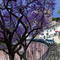 Jacaranda in Lisbon