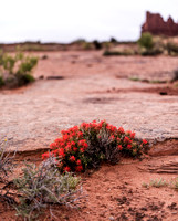 Red flowers in Arches
